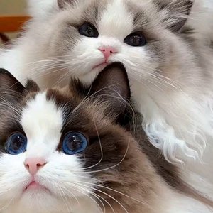 谁来原谅现在的我