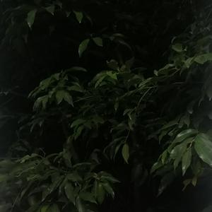 qqr