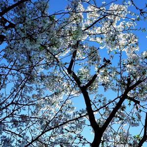 千年等一回daft punk