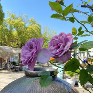 玫瑰花开的季节