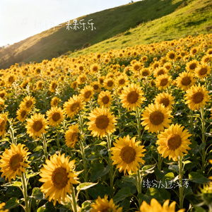 缘分太过浅薄