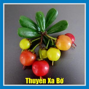 Thuyền Xa Bờ
