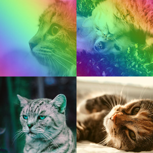 抚慰的压力大的猫回忆