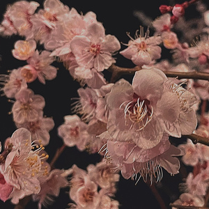 Spring Flower