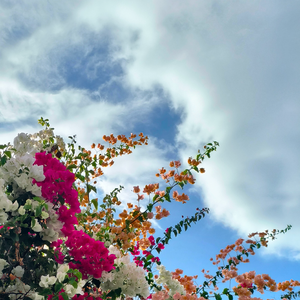 花と記憶 / 花与记忆