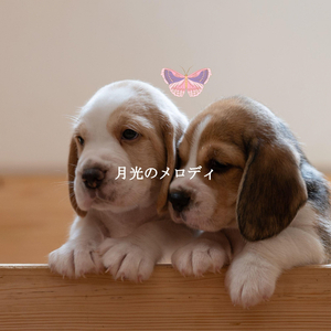 Quartet Jazz Soundtrack for A Haven of Peace