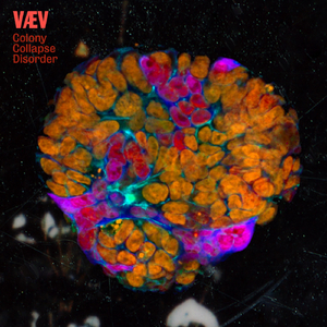 Colony Collapse Disorder (Subserosa)