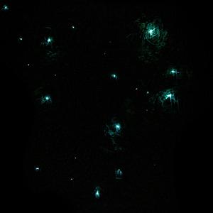 Firefly