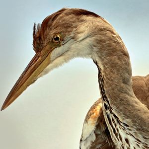 She Picked Up the Letter Again