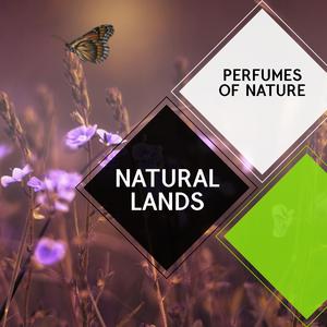 Toads, Crickters and Insects at Night