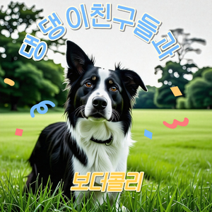 댕댕이 친구들과 보더콜리