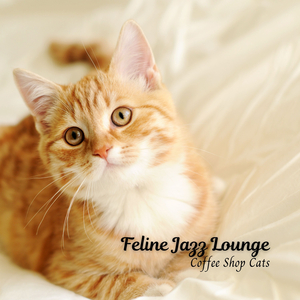 Beats Of Playful Pounce