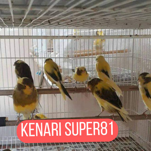 Cuitan Ngerol Panjang Kenari