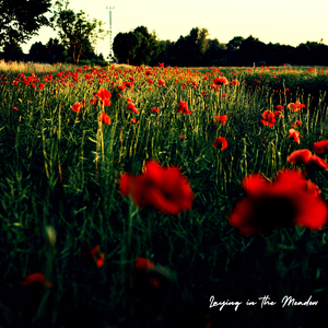 Laying in the Meadow