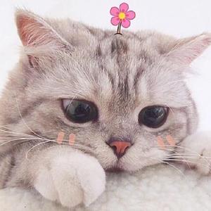 *FREE BEAT* 猫的情书