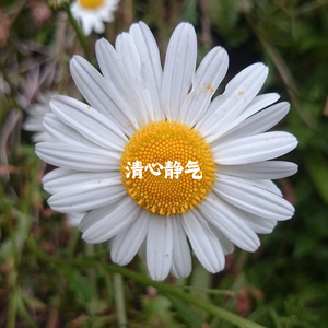 青山绿水 (扬琴)