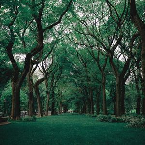 Looped Pink Hum Soughs