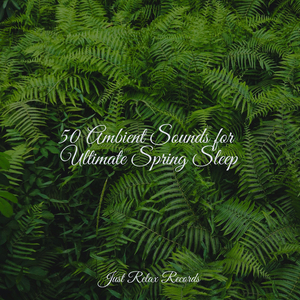 Timeless Journey's Lament