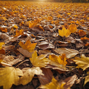 Senin De Gelsin Başına