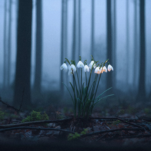 Snowdrops