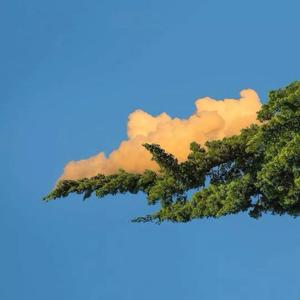 一笑倾城（翻自 Toy王奕）