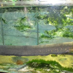 中国电鳗 Free beatz