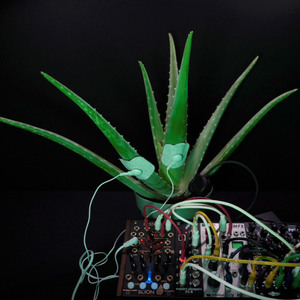Aloe Vera (Live)
