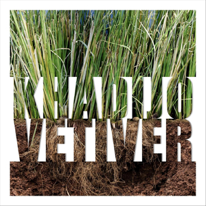 Vetiver