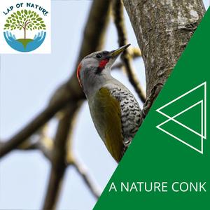 Joyful Oceanic Sounds