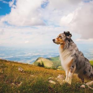 温岚-夏天的风（翻唱）remix（林荫大树 remix）