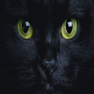 MIAOU