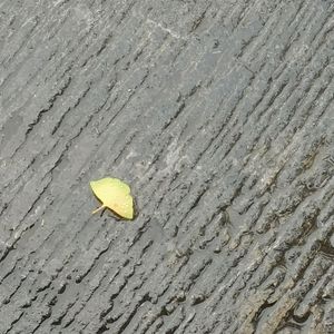 Ref：rain（Cover Aimer）