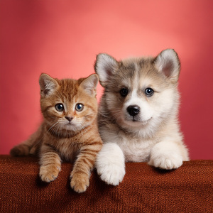 Descansando Bajo El Mismo Cielo