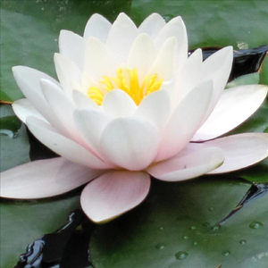 Song of the Wind Chimes