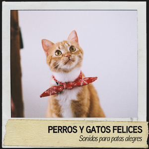 Música relajante para gatos