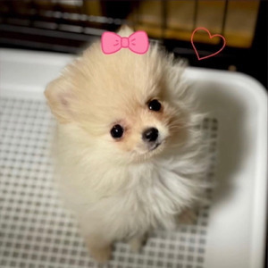 ポメラニアンのモコちゃんのうた (Short ver.)