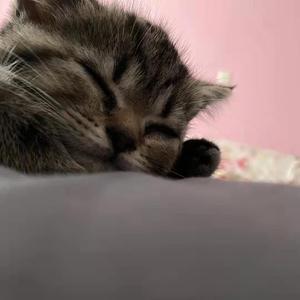 时光之舟，彼岸之花