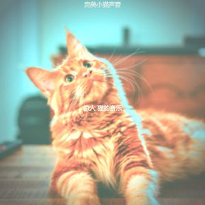 精彩压力大的猫环境