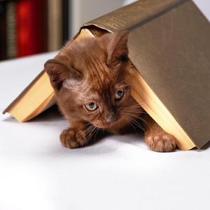 Nightmares about Catfights and Tort Law