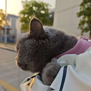 落日余晖"超氛围"抒情