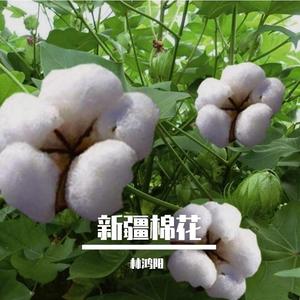 新疆棉花