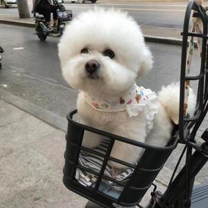 完美夏天 (Prod.by房间里的大象)