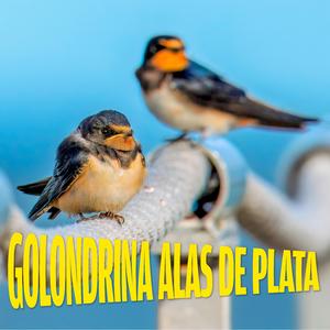 Golondrina Alas de Plata