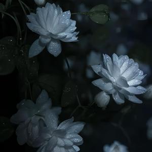 茉莉花 (Chinese phonk)