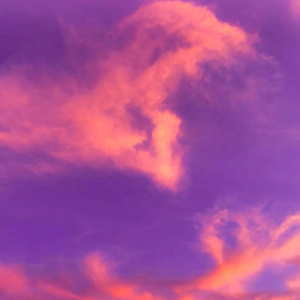 无数花瓣轻轻摇曳着彩虹般的梦