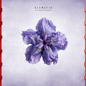 Clematis