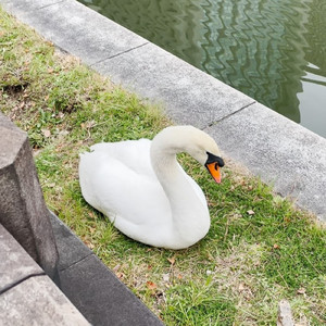 仕事しねしねしね
