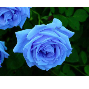 BLUE FLOWER