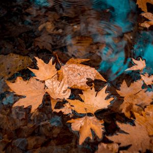 秋殇别恋（马跃展版）