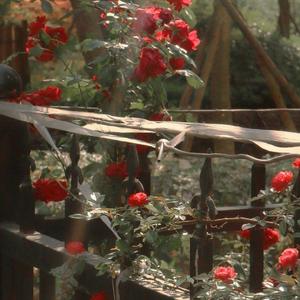 心跳的证明（cover刘人语）